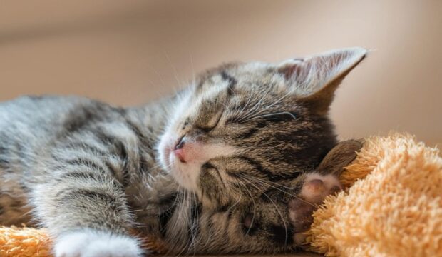 Untitled design (31)